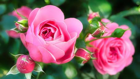 Pink Roses in Full Bloom for Your Space wallpaper