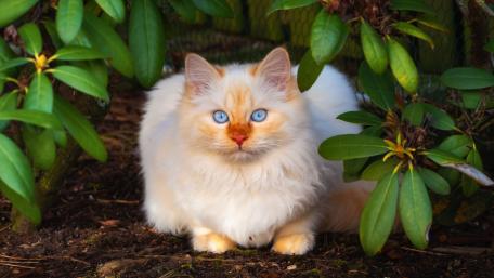 Charming Feline Among Lush Greenery wallpaper