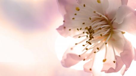 Delicate Blossom in Soft Focus wallpaper