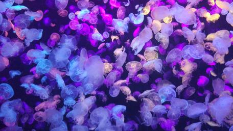 Ethereal Jellyfish Dance in Vibrant Hues wallpaper