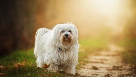 Fluffy Dog on a Sunny Pathway wallpaper