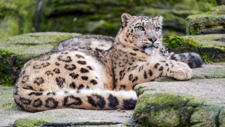 Majestic Leopard Resting in the Wild wallpaper