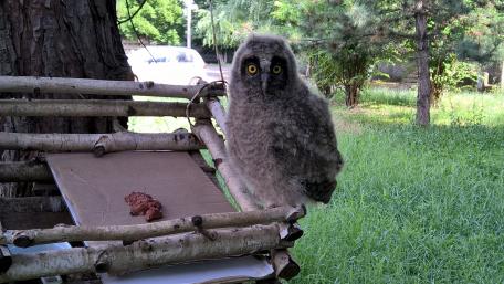 Curious Owlet Observing Its Surroundings wallpaper