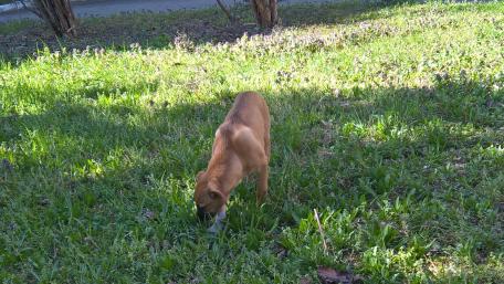 Curious Dog Exploring Nature wallpaper