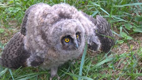 Curious Owl Chick in Nature's Greenery wallpaper