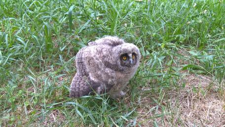 Cute Baby Owl in Lush Green Grass wallpaper