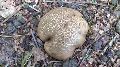 Unique Mushroom Among Forest Floor Debris wallpaper