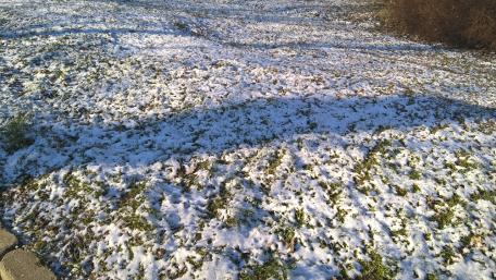 Winter Wonderland on Urban Ground wallpaper