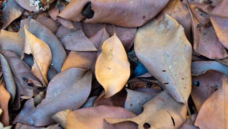 Dry leaves wallpaper