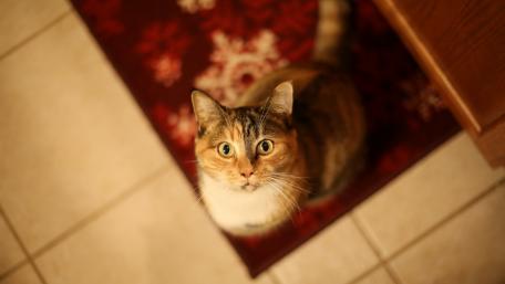 Curious Cat on a Red Carpet Scene wallpaper