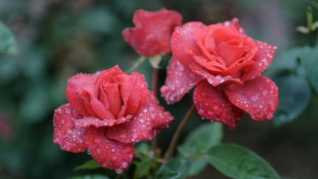 Red Roses in Dewy Garden Splendor wallpaper