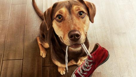 Adorable Dog Holding Shoe in Playful Pose wallpaper