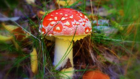 Vibrant Red Mushroom in a Green Forest Scene wallpaper