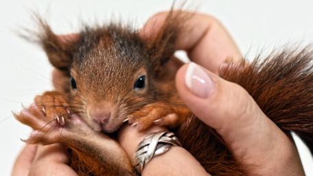 Cute Squirrel Posing for a Close-Up Shot wallpaper