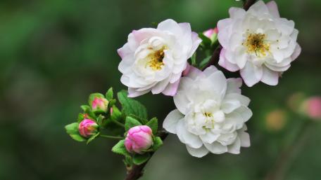 Blooming Delights in Soft Petals wallpaper