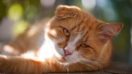 Charming Red Cat in Natural Light wallpaper