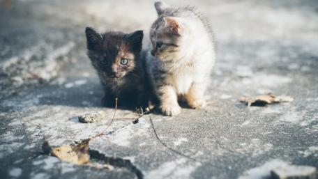 Adorable Kittens Exploring Their World wallpaper