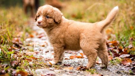Adorable Fluffy Puppy in Nature Scene wallpaper