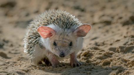 Adorable Hedgehog Exploring Sand Dunes wallpaper