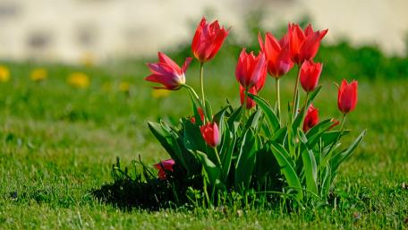 Vibrant Tulips in Blooming Meadow wallpaper