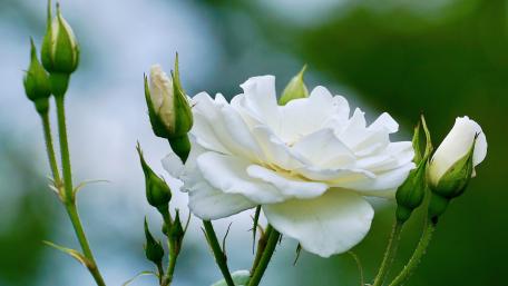 Elegant White Roses Blooming in Nature's Embrace wallpaper