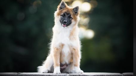 Playful Pup in Soft Light wallpaper