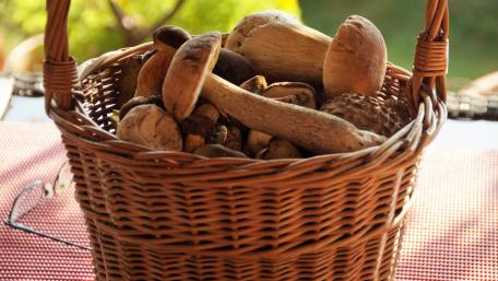 Mushroom Harvest in a Woven Basket wallpaper