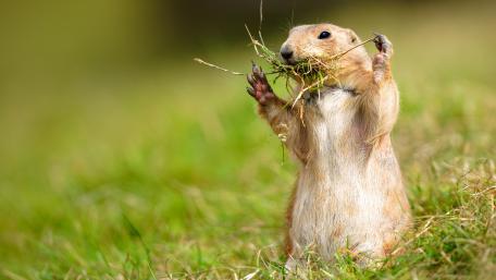 Playful Prairie Dog Gathering Grass wallpaper