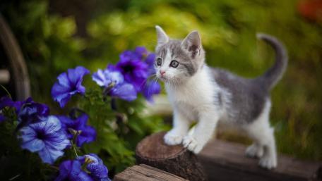 Charming Kitten Amidst Colorful Flowers wallpaper