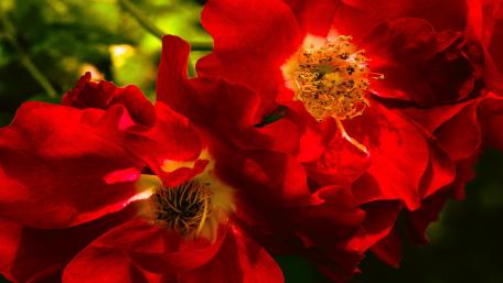 Vibrant Red Blossom Wallpaper wallpaper