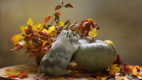 Charming Guinea Pig Among Autumn Leaves and Pumpkin wallpaper