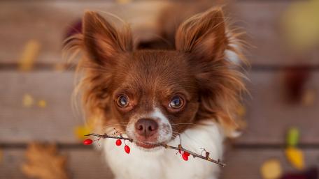 Playful Puppy with a Stick in Autumn Leaves wallpaper