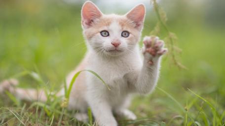 Adorable Kitten in Nature Setting wallpaper