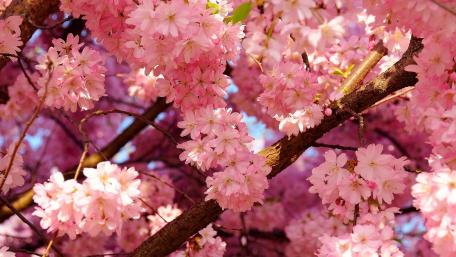 Blossoming Cherry Trees in Full Bloom wallpaper