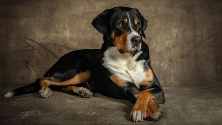 Majestic Dog Posing Gracefully wallpaper