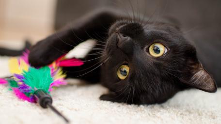 Playful Black Cat Enjoying Bright Toy Playtime wallpaper