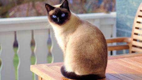 Siamese cat wallpaper