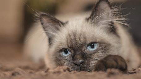 Charming Siamese Cat Lazing Around wallpaper