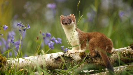 Charming Marten Amidst Wildflowers wallpaper