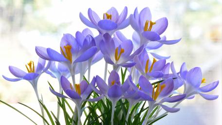 Purple Crocuses wallpaper