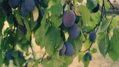 Vibrant Plums Hanging from a Tree wallpaper