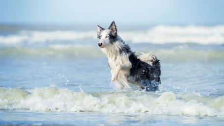 Joyful Border Collie Playing in the Waves wallpaper