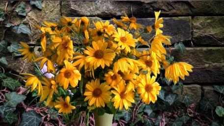 Vibrant Yellow Blossoms in Bloom wallpaper