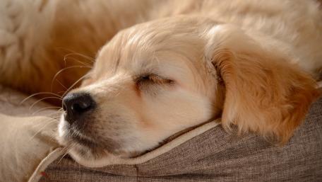 Adorable Sleeping Golden Retriever Puppy Wallpaper wallpaper