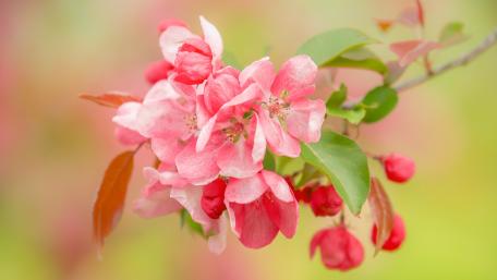 Delicate Pink Blossoms in Full Bloom wallpaper