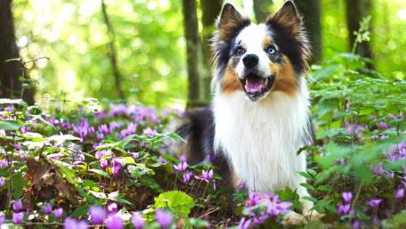 Joyful Dog Amidst Blooming Flowers in Nature Scene wallpaper