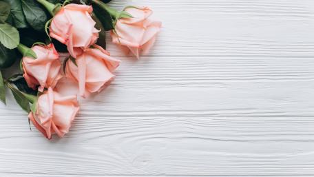 Delicate Pink Roses on White Wooden Background wallpaper