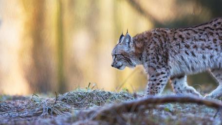 Majestic Lynx in Natural Habitat wallpaper