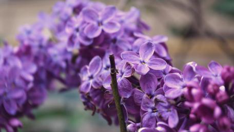 Vibrant Lilac Blooms in Soft Focus wallpaper