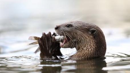 Otter Feeding in Tranquil Waters wallpaper